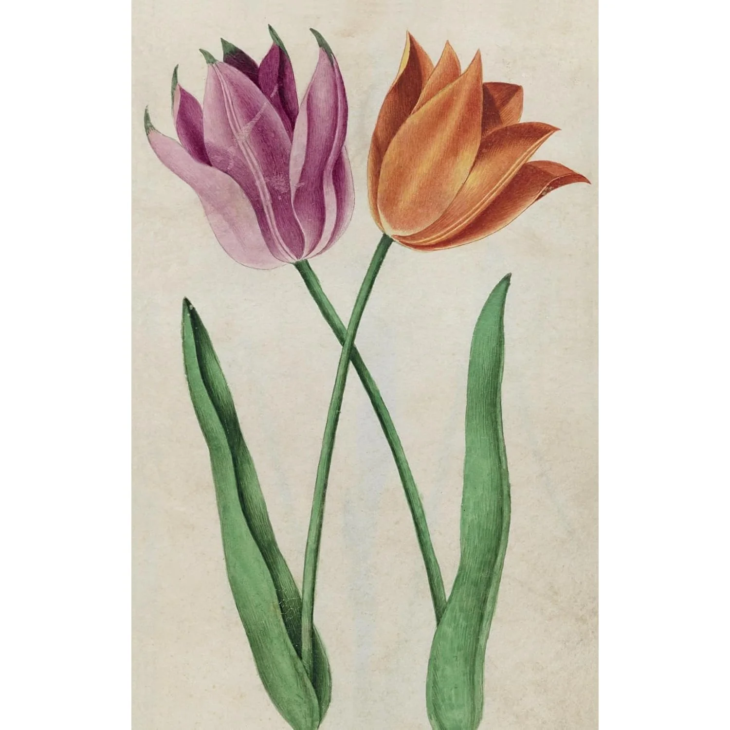 100 FLOWER POSTCARDS - Image 2