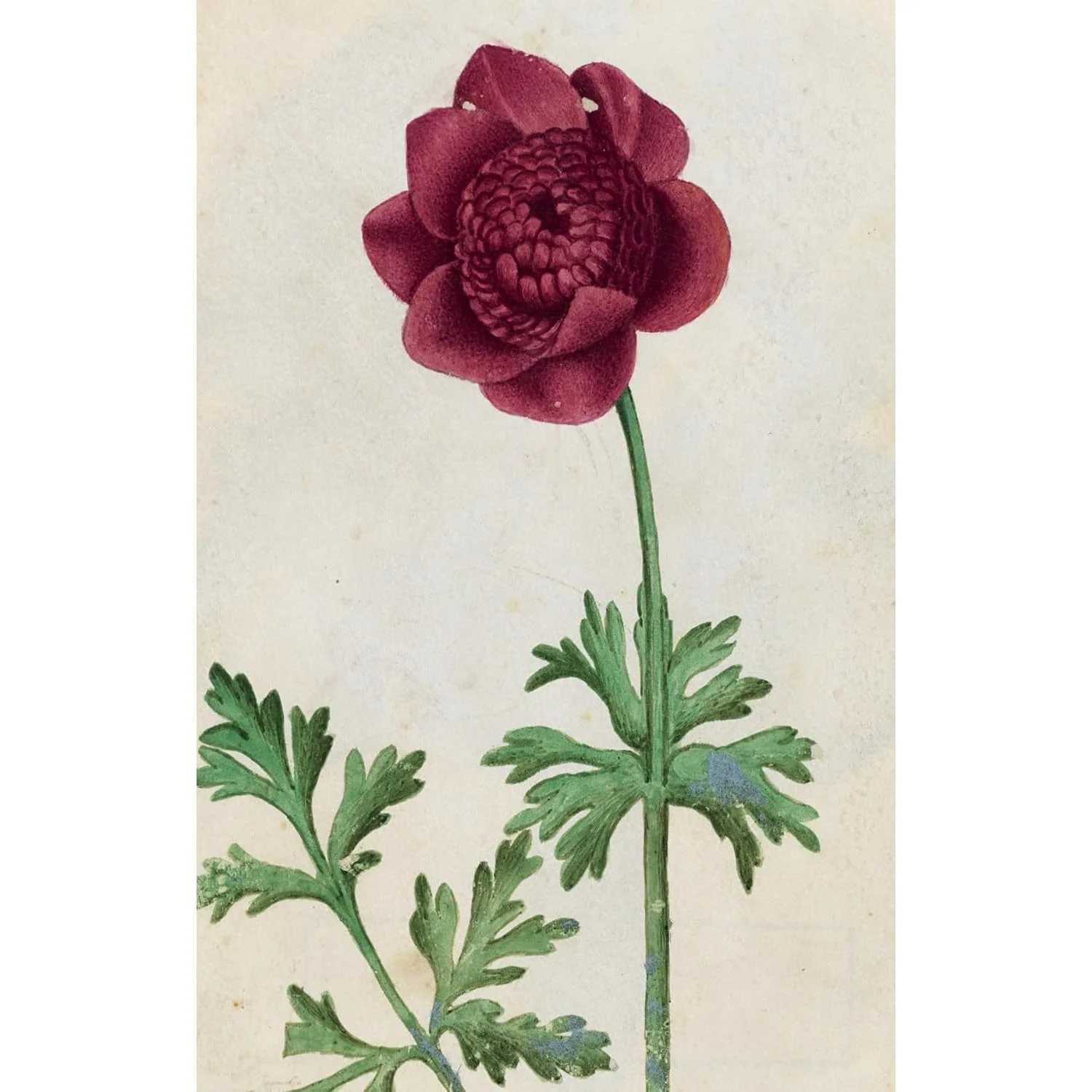 100 FLOWER POSTCARDS - Image 4