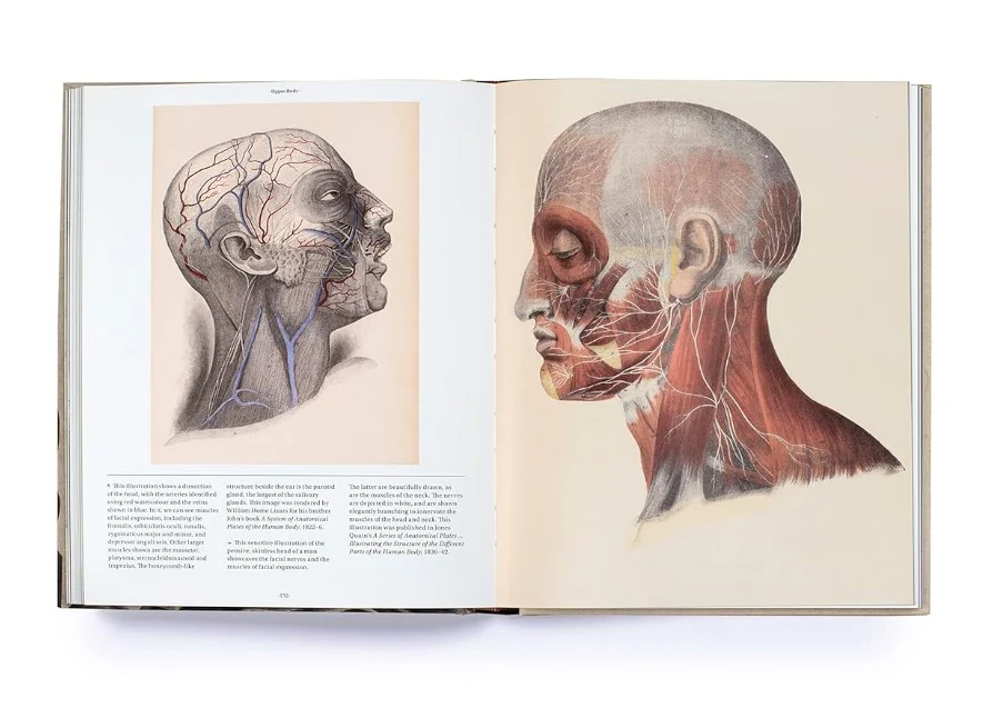 ANATOMICA - Image 3