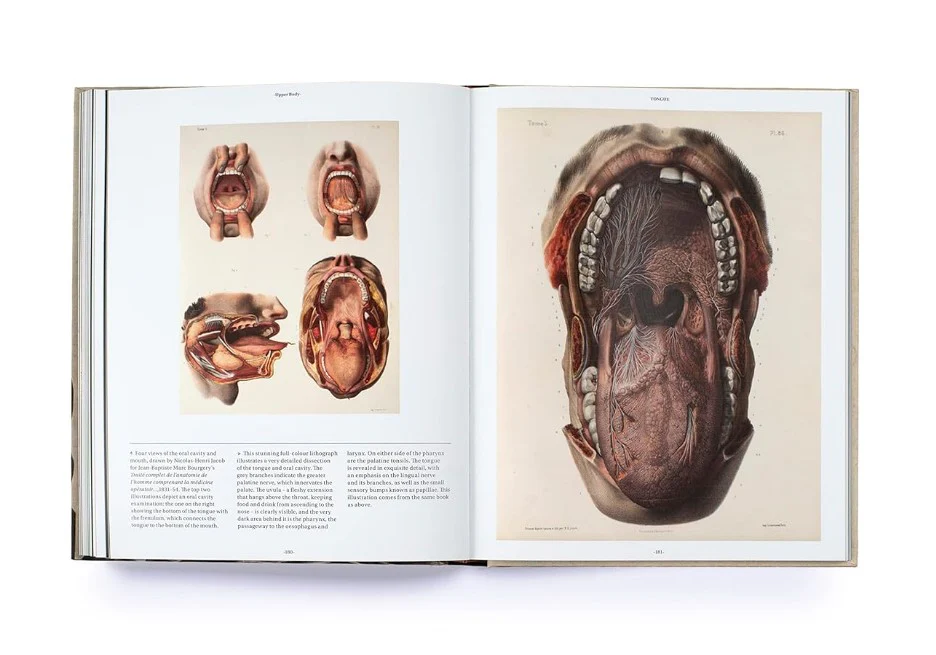 ANATOMICA - Image 4