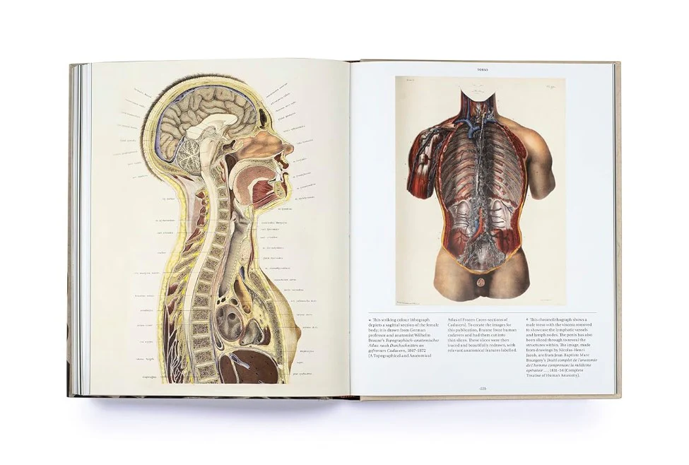 ANATOMICA - Image 5