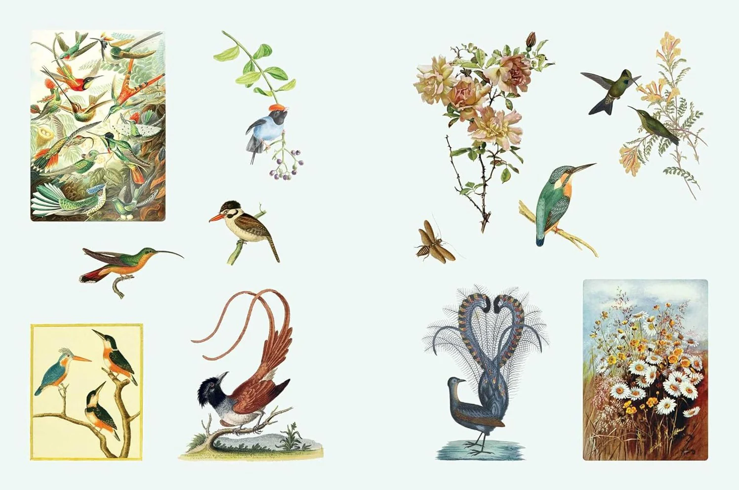 CABINET OF CURIOSITIES II - Image 3
