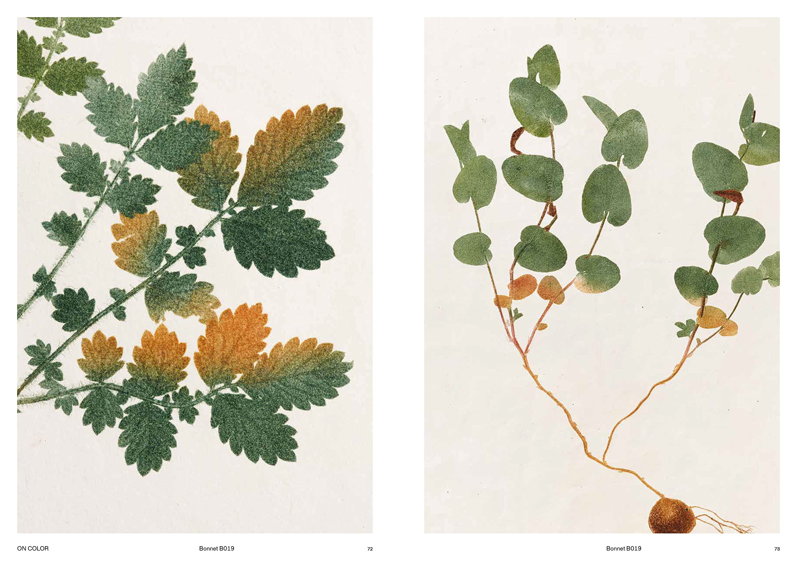 CAPTURING NATURE 150 YEARS OF NATURE PRINTING - Image 3
