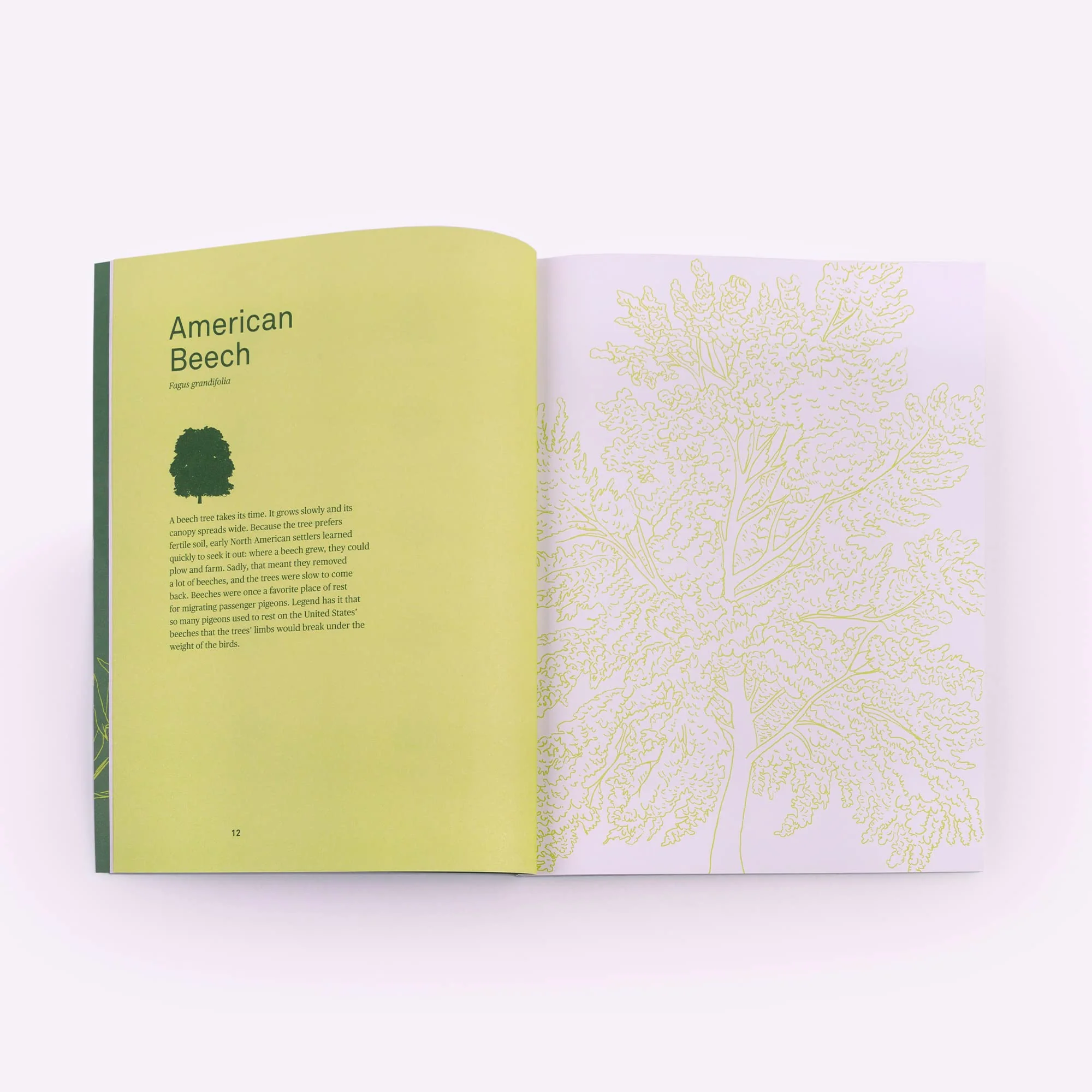 DRAWING TREES : TRACE THIRTY DIFFERENT TREES - Image 3