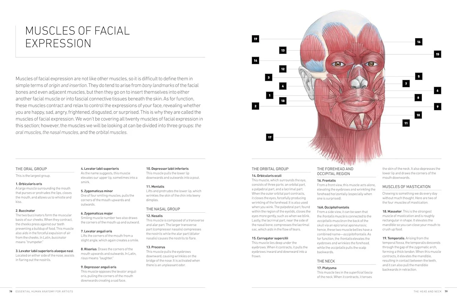 ESSENTIAL HUMAN ANATOMY STRUCTURES AND FORM - Image 3