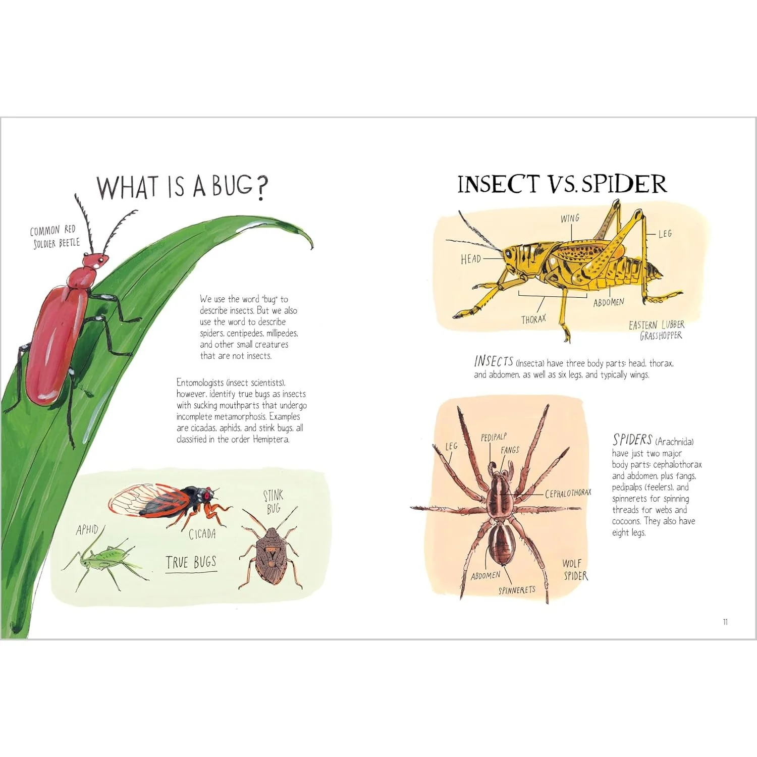 INSECT ANATOMY - Image 3