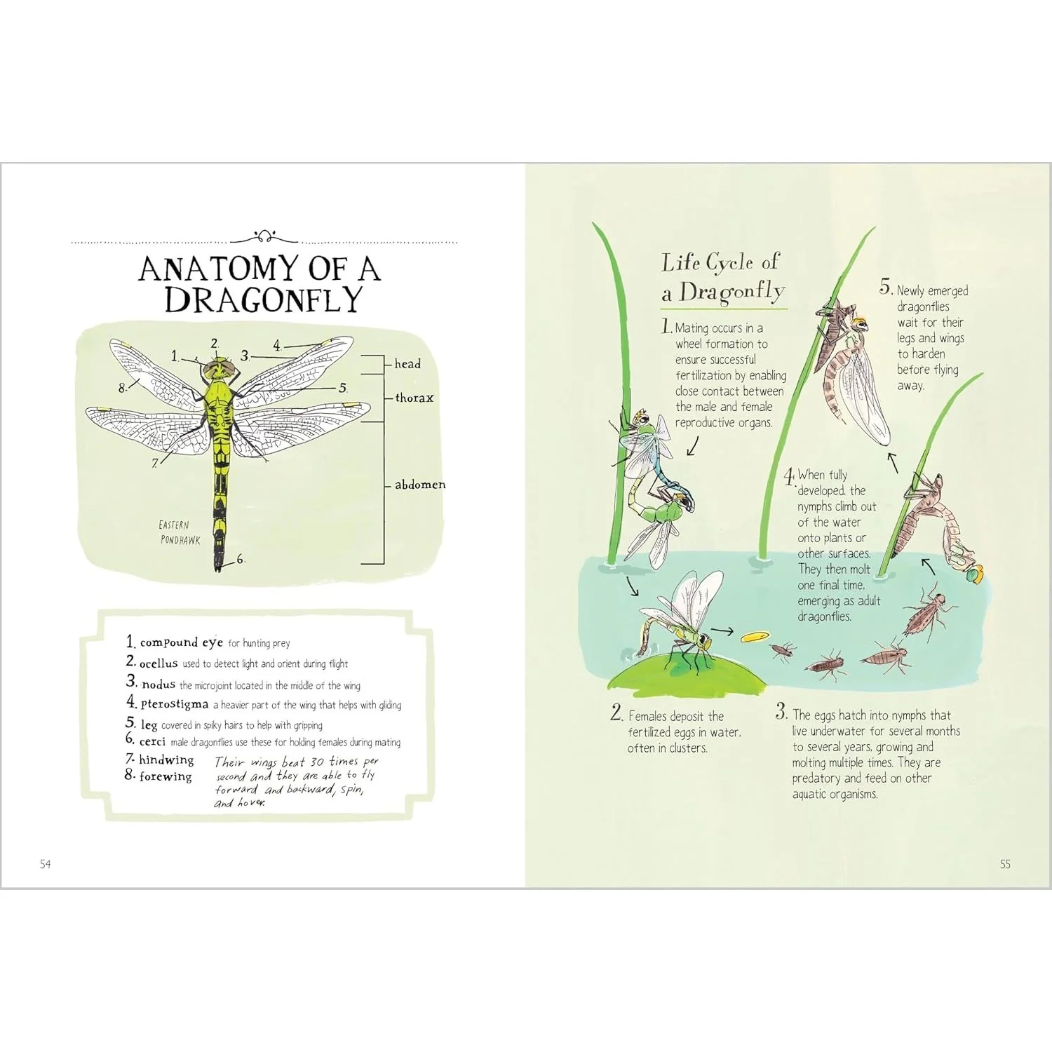 INSECT ANATOMY - Image 4
