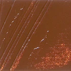 Pebeo XL Oil Paint Burnt Sienna